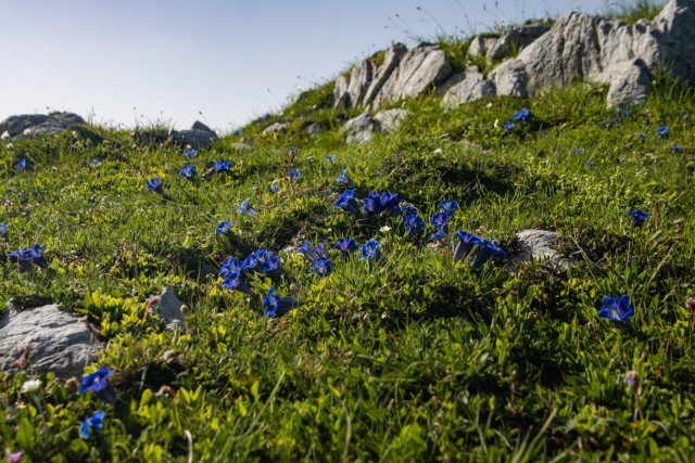 2024_06_22 Lastovec - Molička planina - foto