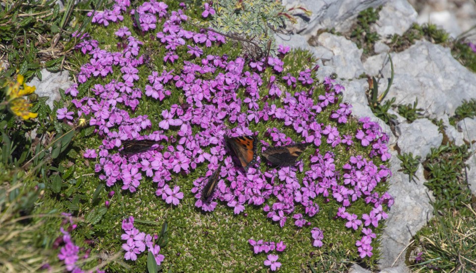 2024_06_22 Lastovec - Molička planina - foto povečava