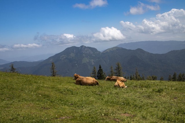 2024_06_22 Lastovec - Molička planina - foto