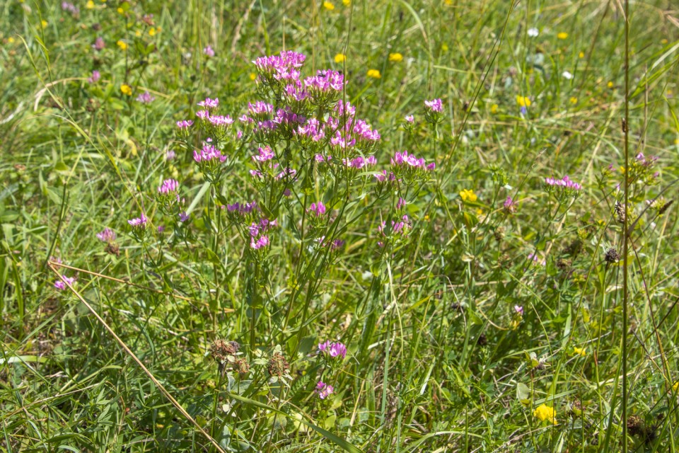 2024_07_02 Kopitnik ( 910 m ) in Gore - foto povečava