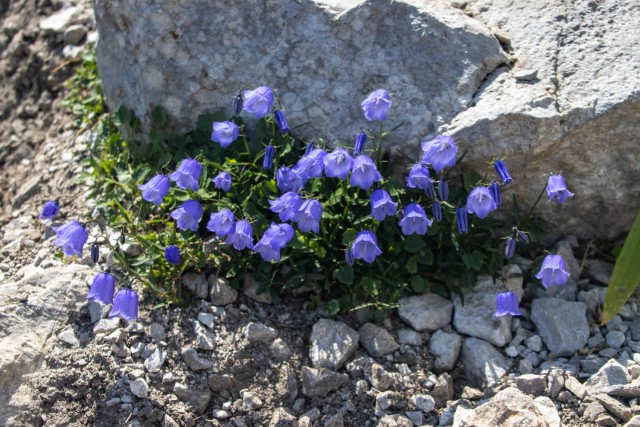 2024_07_14 Črna prst ( 1844 m )  - foto