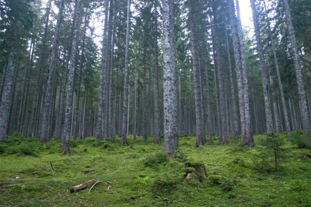 2024_08_13 Kozjak / Ovčji vrh ( 2024 m ) - foto