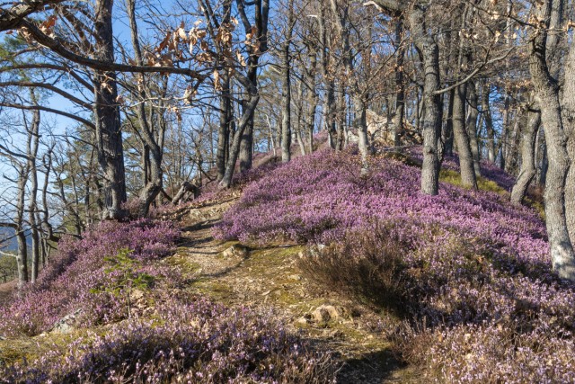 2025_03_05 cvetoča resa - Rifengozd - foto