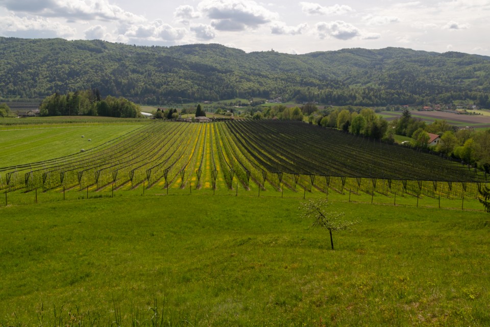 2025_04_22 Veliko Kozje in Lovrenc - foto povečava