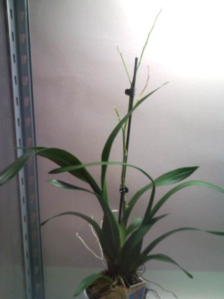 Rastlinice ,ki bivajo v moji sobi - foto povečava