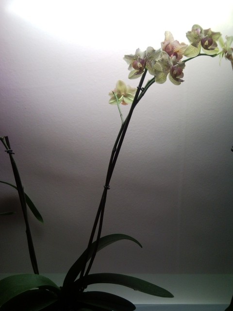 Rastlinice ,ki bivajo v moji sobi - foto