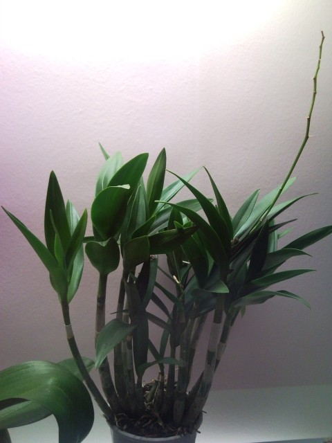 Rastlinice ,ki bivajo v moji sobi - foto