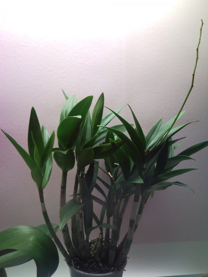 Rastlinice ,ki bivajo v moji sobi - foto povečava