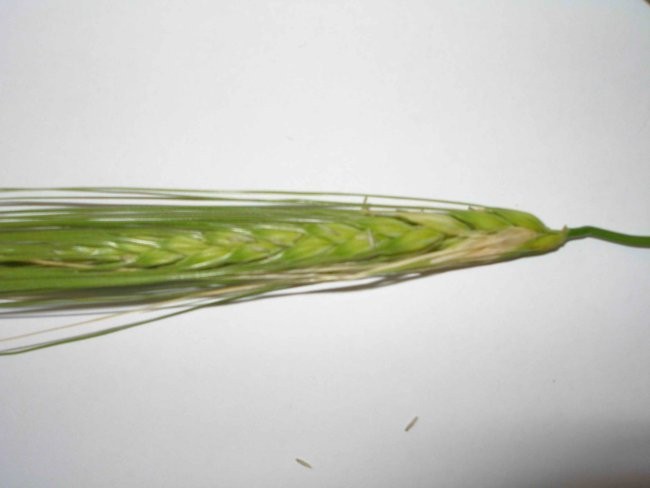 Kmetijstvo - foto povečava