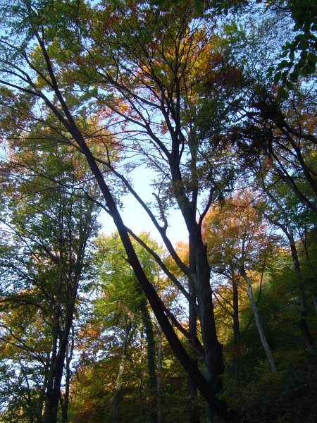 jesen razlita po drevju