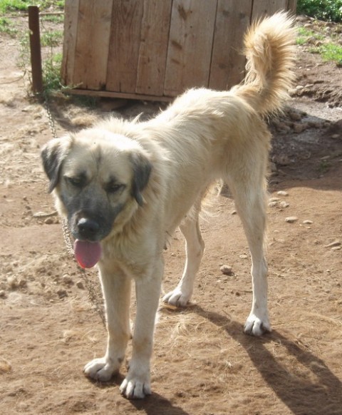 RAZNO - foto