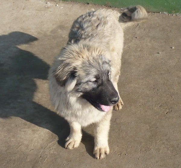 RAZNO - foto