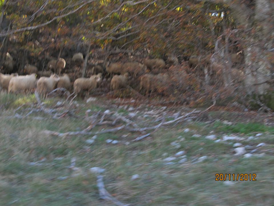 VELEBIT 2012 - foto povečava