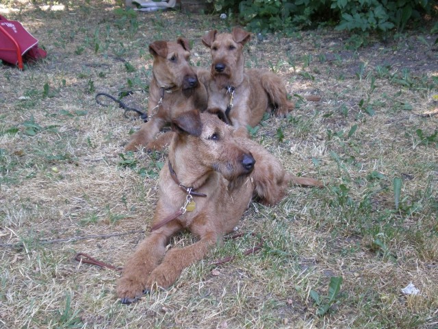 Irish Terrier treffen in Hungary - foto