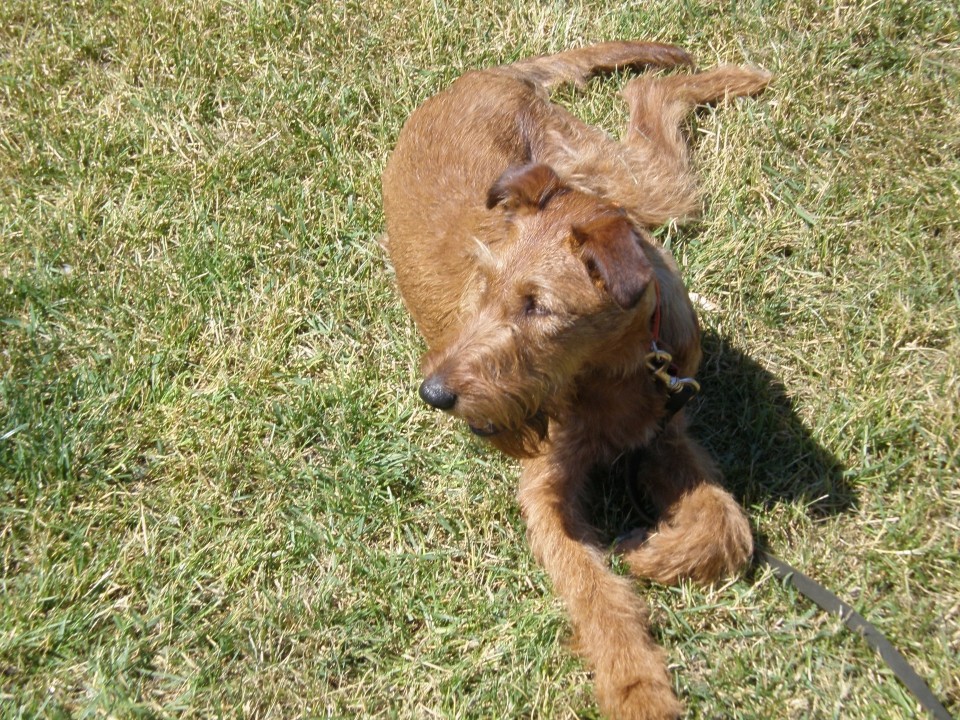 Irish Terrier treffen in Hungary - foto povečava