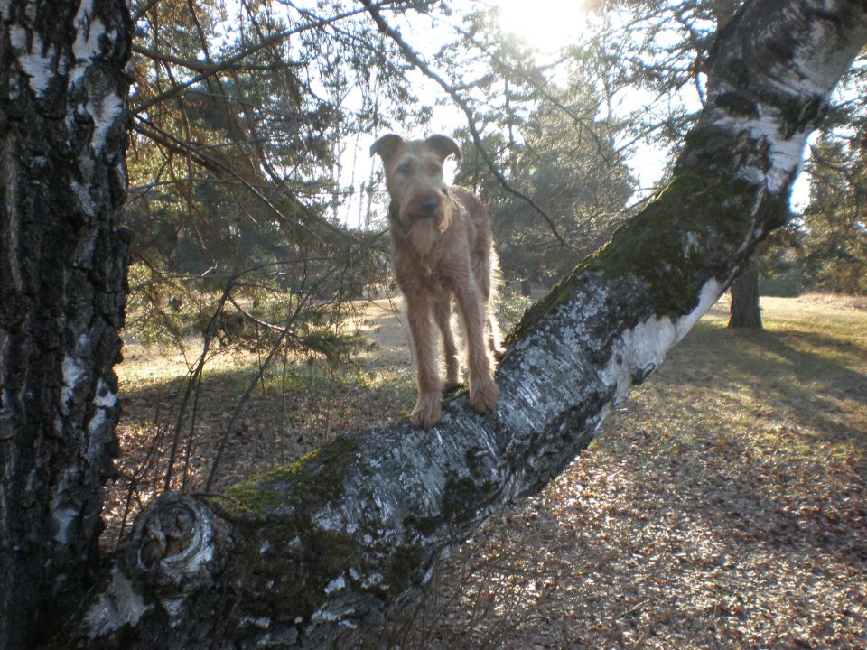 Pan - foto povečava