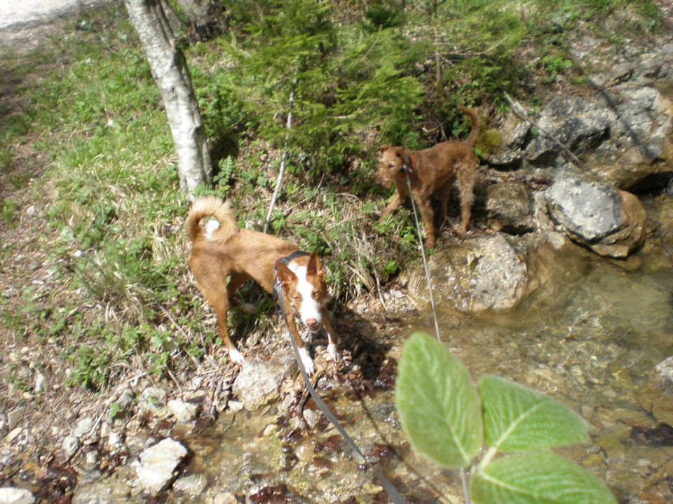 Pan - foto povečava