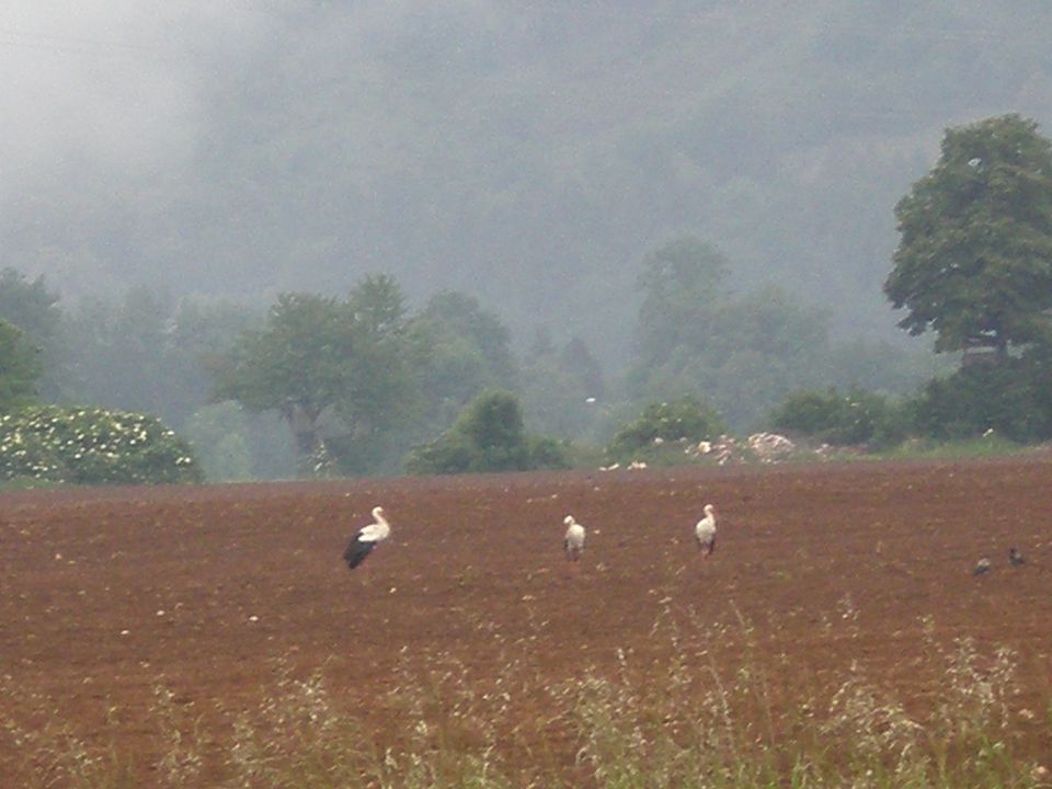 Pan - foto povečava