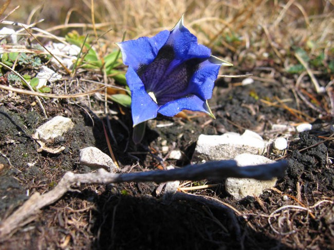 Košutna 26.11.2006 - foto povečava