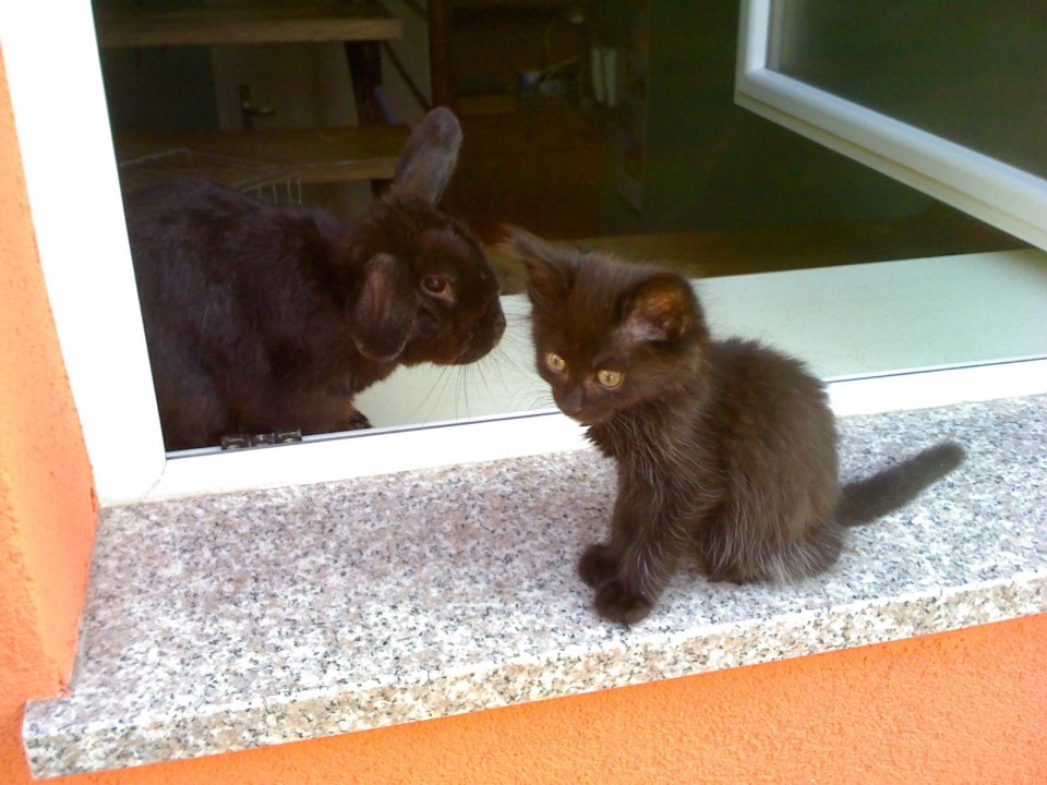 MoJi SrČki - foto povečava