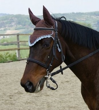 Horses from greengirleye - foto povečava