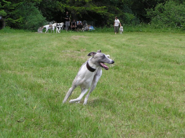 Coursing junij 06 - foto povečava