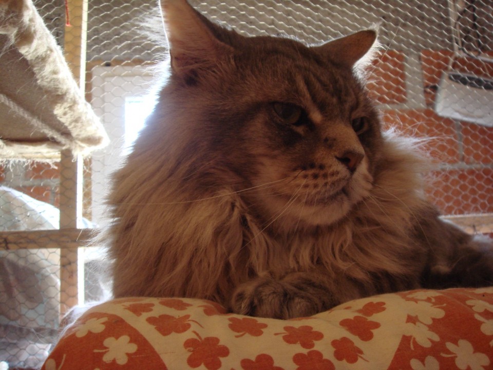 SORODNIKI - foto povečava