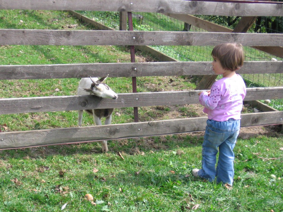 Bambino 1. srečanje 2008 - foto povečava