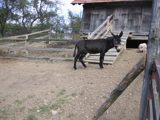 Bambino 1. srečanje 2008 - foto