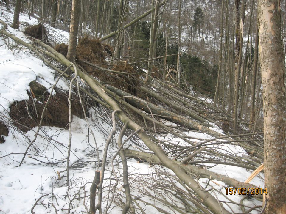 Žledolom februar 2014 - foto povečava