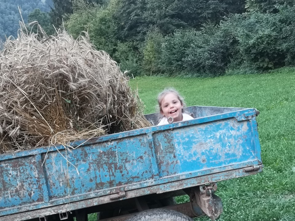 Pridelava pšenice - foto povečava