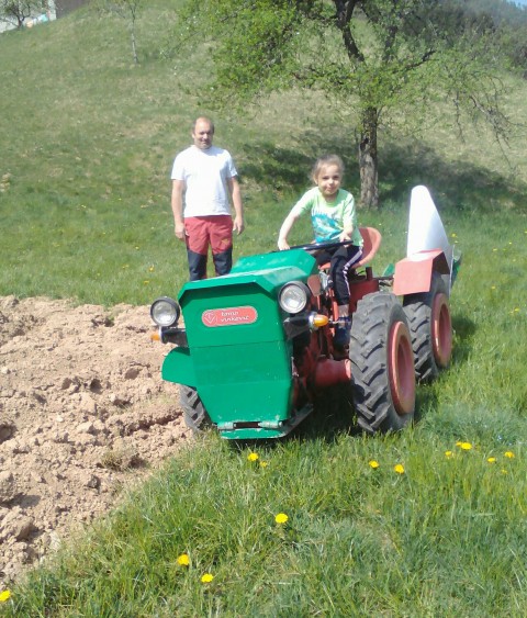 Pridelava pšenice - foto