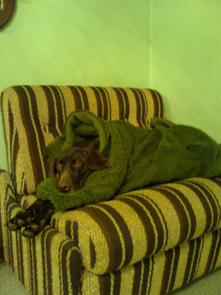 Heli - foto povečava