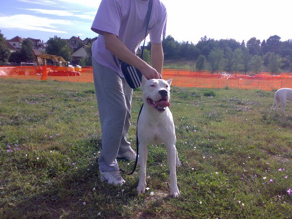 Dogo argentino - foto