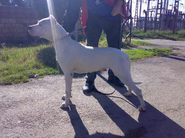 Dogo argentino - foto povečava