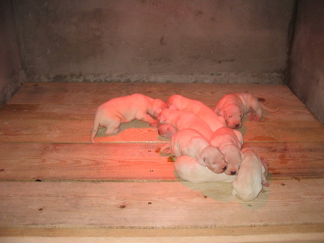 Dogo argentino - foto