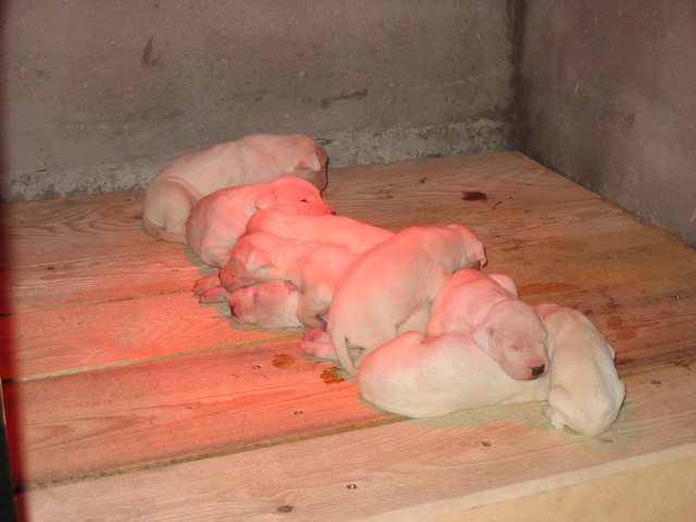 Dogo argentino - foto povečava