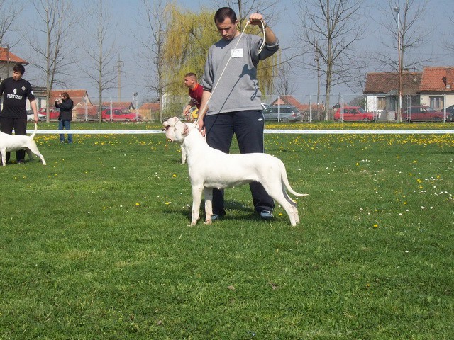 Dogo argentino - foto povečava