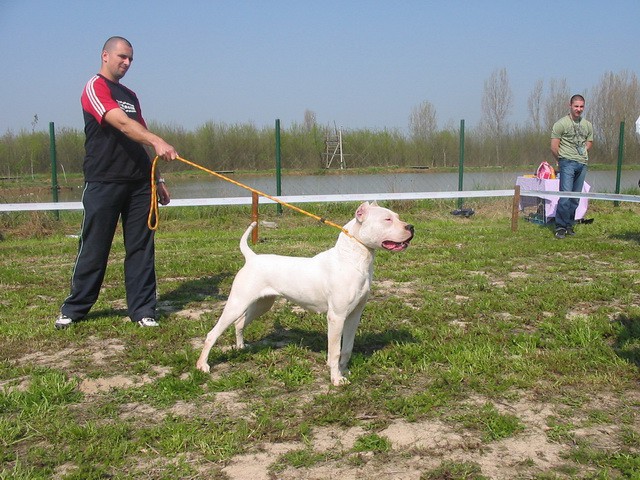 Dogo argentino - foto povečava