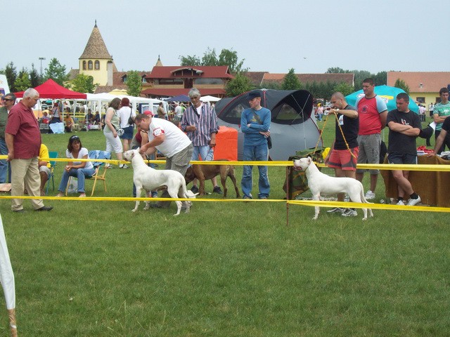 Dogo argentino - foto povečava