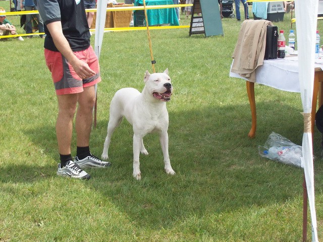 Dogo argentino - foto povečava