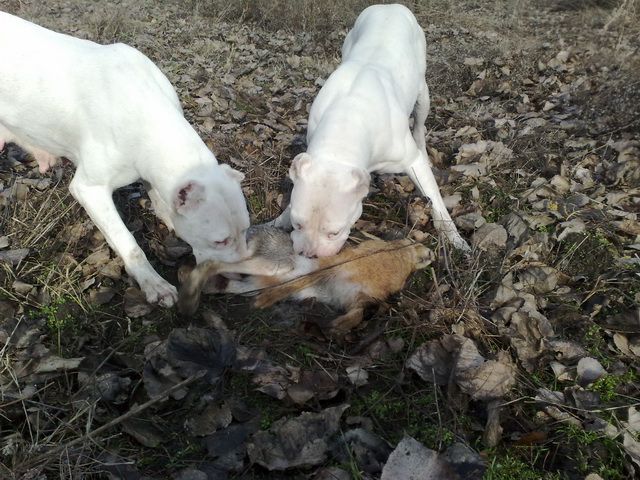 Dogo argentino - foto