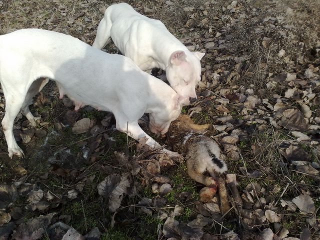 Dogo argentino - foto