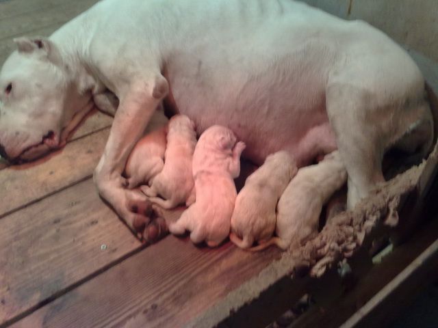 Dogo argentino - foto povečava