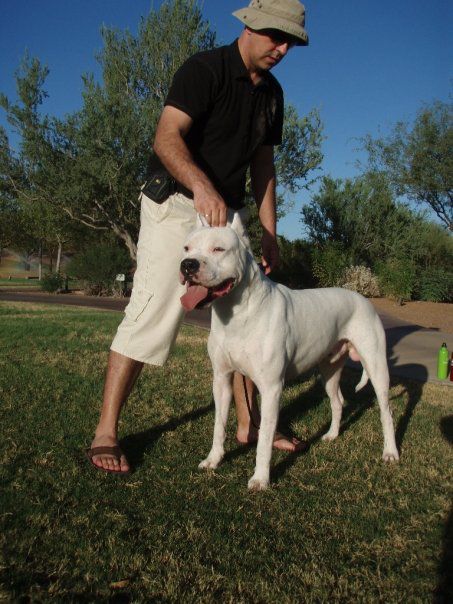 Dogo argentino - foto