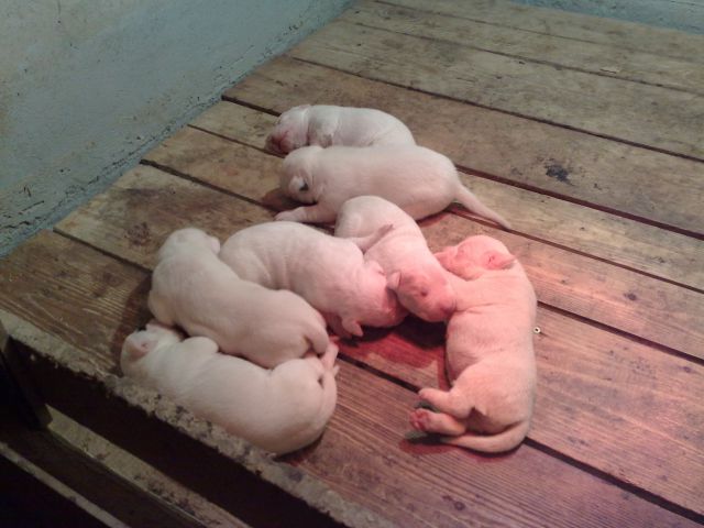 Dogo argentino - foto