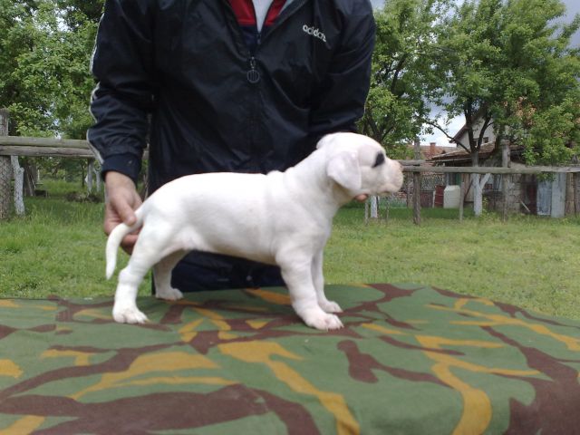 Dogo argentino - foto