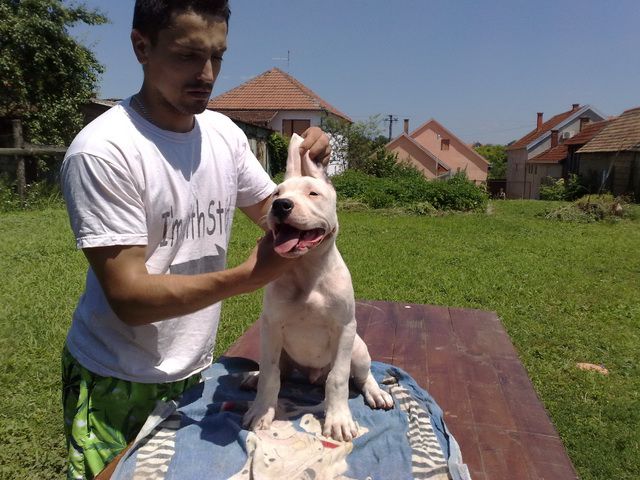 Dogo argentino - foto povečava