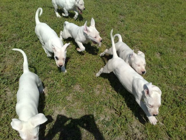 Dogo argentino - foto povečava