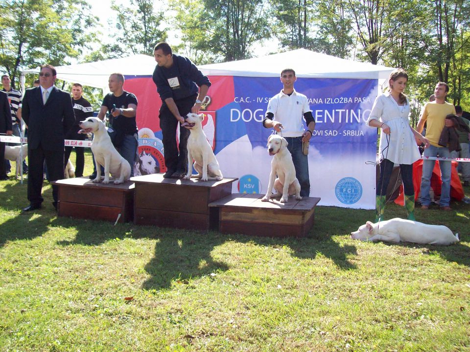 Dogo argentino - foto povečava